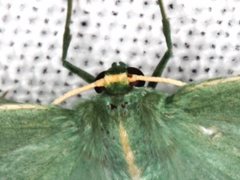 Chlorocoma stereota