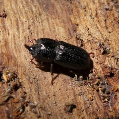 Sinodendron cylindricum