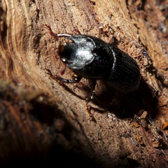 Sinodendron cylindricum