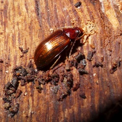 Gonodera luperus