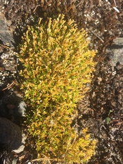 Scleranthus biflorus