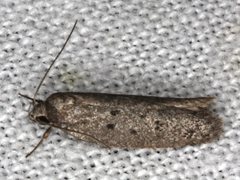 Ericrypsina chorodoxa