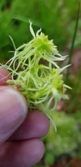Sphagnum squarrosum