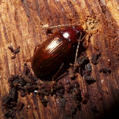 Gonodera luperus