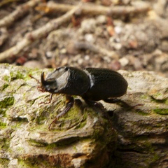 Sinodendron cylindricum