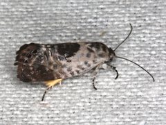 Eupselia carpocapsella