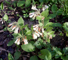Symphytum grandiflorum