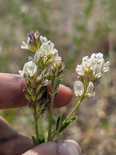 Medicago sativa iNat (2)