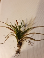 Carex viridula