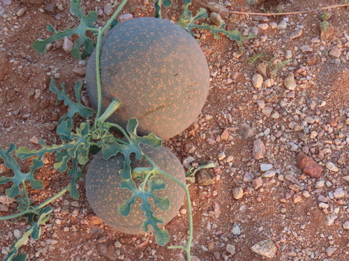 Image of Citrullus rehmii by no rights reserved