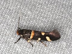 Macrobathra alternatella