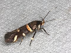 Macrobathra alternatella