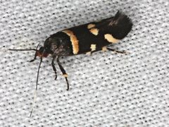 Macrobathra alternatella