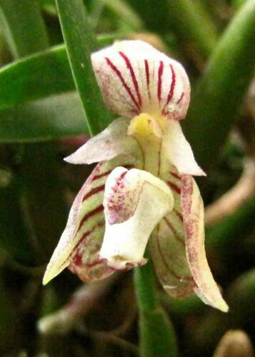 Ambrosia Orchid