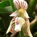 Bulbophyllum ambrosia - Photo (c) 阿橋 HQ, algunos derechos reservados (CC BY-SA)