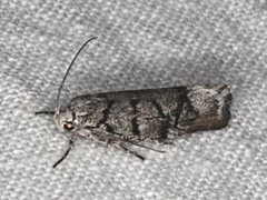 Lichenaula onychodes