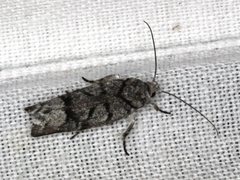 Lichenaula onychodes