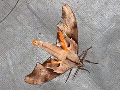 Coequosa australasiae