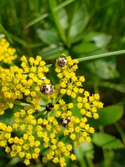 Anthrenus isabellinus