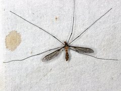 Leptotarsus clavatus