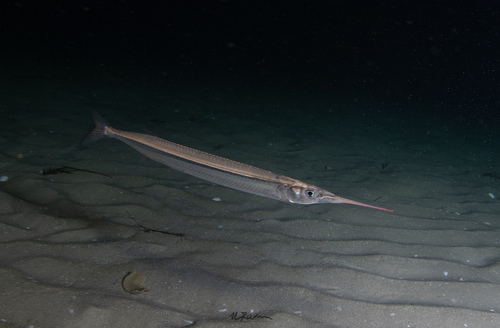 Hyporhamphus melanochir (Valenciennes, 1847)