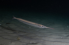 Dusky Sea Garfish photo 1