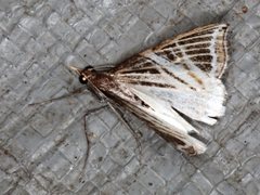 Phrataria transcissata