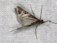 Phrataria transcissata