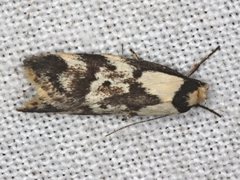Palimmeces variegata