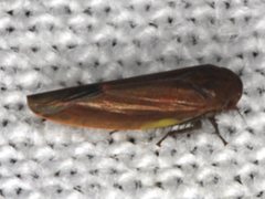 Balclutha yanchepensis