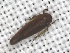 Balclutha yanchepensis