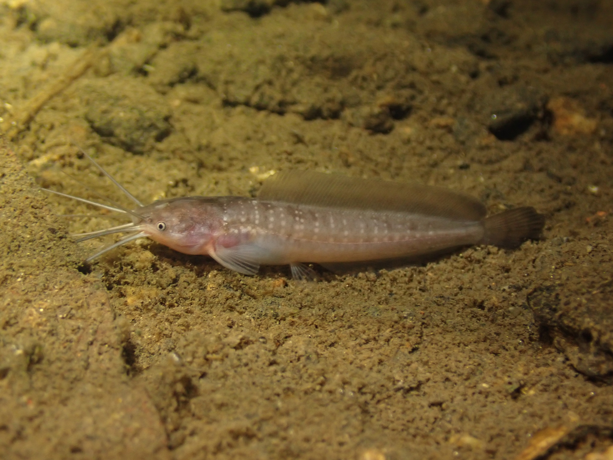 ปลาดุก, ปลาดุกด้าน, ปลาดุกน้ำจืด, aasia angersäga, albino walking fish, alimudan, ålmal, andeng, asiatisk vandrarmal, cá trèn trang, cá trê tráng, clarias catfish, climbing perch, freshwater catfish, froschwels, ikan lele, magur, walking catfish