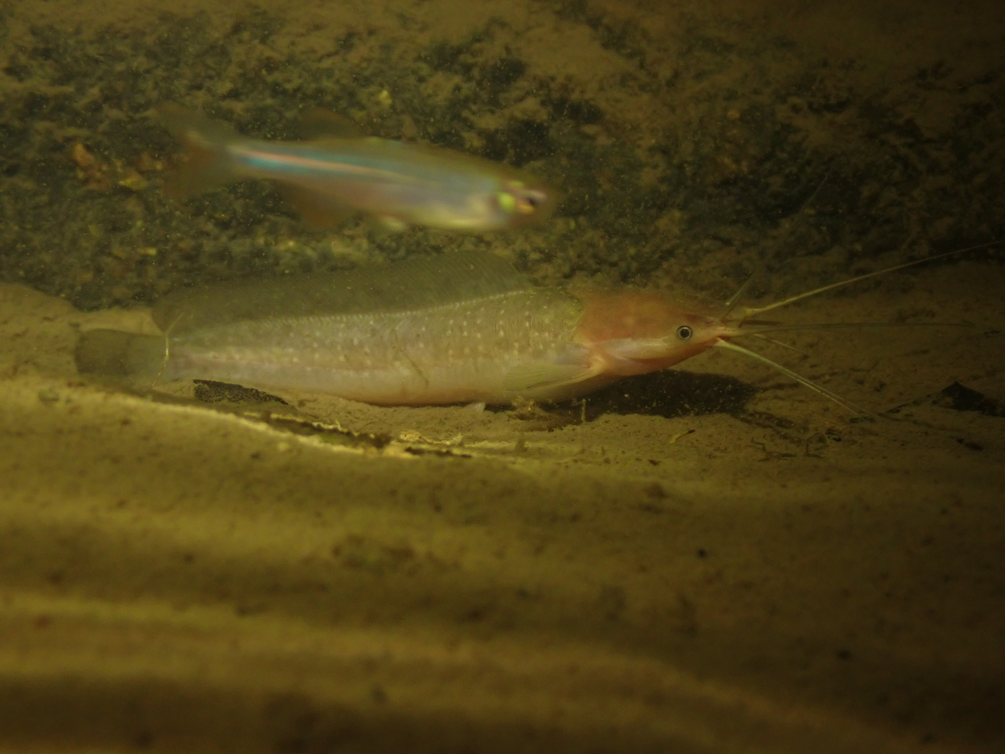 ปลาดุก, ปลาดุกด้าน, ปลาดุกน้ำจืด, aasia angersäga, albino walking fish, alimudan, ålmal, andeng, asiatisk vandrarmal, cá trèn trang, cá trê tráng, clarias catfish, climbing perch, freshwater catfish, froschwels, ikan lele, magur, walking catfish