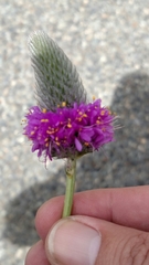 Dalea ornata
