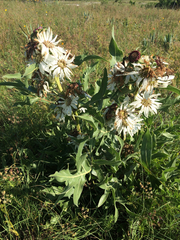 Silphium albiflorum