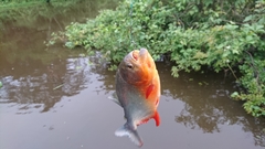 Pygocentrus nattereri