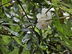 Eucryphia moorei