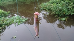 Auchenipteridae