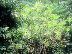 Sambucus australasica
