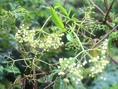 Sambucus australasica