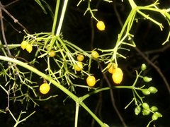 Sambucus australasica