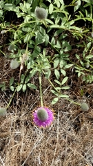 Dalea ornata