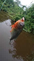 Pygocentrus nattereri