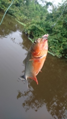 Pygocentrus nattereri