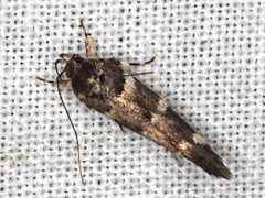 Macrobathra ceraunobola