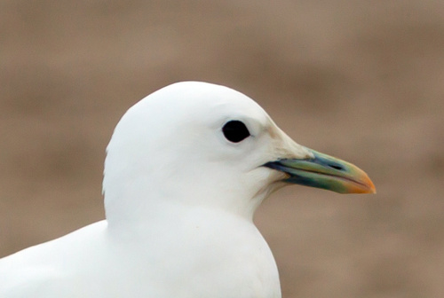 Mouette blanche
