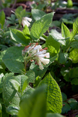 Symphytum grandiflorum