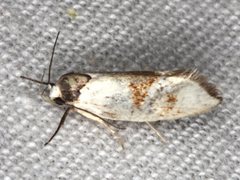 Antipterna trilicella