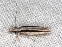 Trachydora centromela