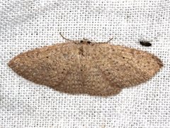 Poecilasthena anthodes